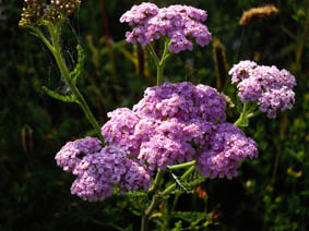 Achillea millefolium